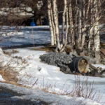 Person som går på snöig gångväg vid frusen sjö med träd utan löv i bakgrunden.