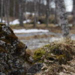 Mossklädd sten i förgrunden med träd och snöfläckar i bakgrunden.
