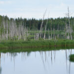 Reflektion av träd och gräs i en sjö med lugnt vatten, skog i bakgrunden.