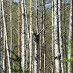 Skog av smala björkar med tunna grenar och glest lövverk.
