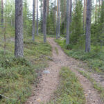 Smal stig genom skog med höga träd och tät grönska.