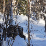 Ren i snöig skog omgiven av träd och buskar.