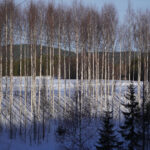 Vinterskog med snötäckta marker och höga träd, skuggbildning från solen.