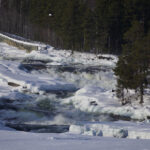Raging river through snowy landscape with icy surface and dense coniferous forest in background.
