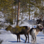 Grupp av renar, inklusive en vit, i snötäckt skog med träd i bakgrunden.