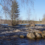 Flod strömmar genom skog med träd utan löv under klar himmel och dagsljus.
