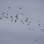 Fågelflock flyger genom grå molnig himmel.