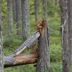 Avbruten trädstam lutad mot stubbe i skog med grön växtlighet.