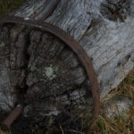 Old tree trunk with gray bark and rusty metal ring on grassy ground with stones.