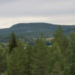 Skogslandskap med granar, tallar och en låg bergskedja under molnig himmel.