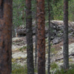 Kamouflerad bunker bland tallar och mossa i skogen.
