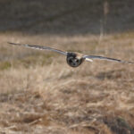 Flying owl over a meadow with dry grass.