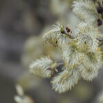 Kvist med fjäderlika blommor, suddig bakgrund för mjuk effekt.