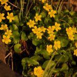 Gula blommor och gröna blad växer intill en stenmur.