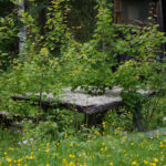 Övergivet träbord i skogen omgivet av växter och blommor, träbyggnad i bakgrunden.