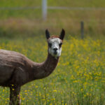 Rakad llama på äng med gula blommor och suddig grön bakgrund