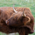 Highland-ko med lång brun päls och horn i gräsbevuxet område.