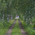 A dirt road through birch trees leading to a distant red building surrounded by greenery.