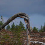 Böjd död trädstam i skog med mörka moln, omges av grenar och levande träd.