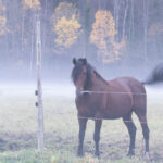Brown horse stands on a misty field with trees and yellow leaves in the background.