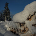 Snötäckta vedträn i vinterskog med blå himmel i bakgrunden.