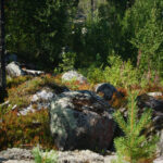 Skogsområde med stora stenar, barrträd och frodig vegetation.