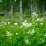 Grönskande äng med vita blommor, trädstammar synliga i bakgrunden.