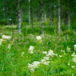 Skogsglänta med björkar, sommarblommor och högt gräs.