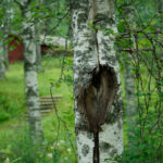 Björkstam med stor spricka, mörk trästruktur; grönska och röd byggnad i bakgrunden.