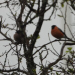 Two birds perched on tree branches with sparse foliage.