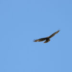 Fågel svävar med utsträckta vingar mot en klarblå himmel.