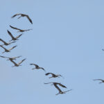 Fåglar i V-formation flyger över blå himmel.