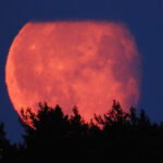 Stor röd måne över mörk trädsilhuett och djupblå himmel.