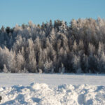 Snötäckt skog och frostiga träd framför klarblå himmel.