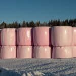 Stora rosa rundbalar av hö i plast på snöig mark med skog och klarblå himmel i bakgrunden.