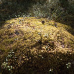 Mossklädd skogsglänta belyst av sol, omgiven av grön vegetation.