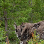 Reindeer with short antlers in a lush, green forest environment.