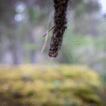 Närbild av gren med spindelväv i suddig skogsmiljö med träd och mark i bakgrunden.