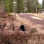 Skogsstig med svart keps på gren, omgiven av torra växter och barrträd.